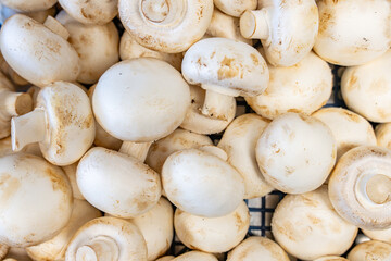 Champignons photographiés en gros plan. 
