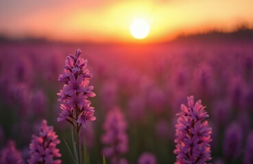 Purple saffron flower field at sunset. Violet flowers bloom in spring. Blossoms under beautiful sunlight at dusk. Floral landscape, nature background. Aromatherapy and spice ingredient.