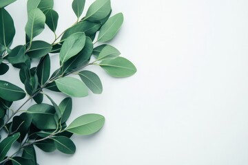 Green leaves branch border isolated on white background