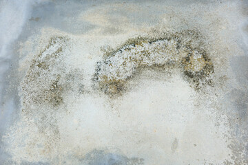 Weathered concrete surface with mold, mildew, and white powdery efflorescence.