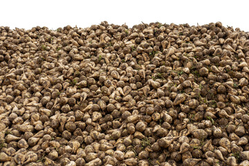 Sugar beets piled high, vital crop for sugar production, with lush green foliage stretching across landscape, growing in the field, ready for harvest, sugar production, agricultural rich farmland