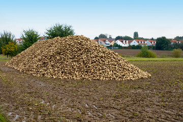 Sugar beets piled high, vital crop for sugar production, with lush green foliage stretching across...