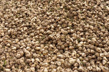 Sugar beets piled high, vital crop for sugar production, with lush green foliage stretching across landscape, growing in the field, ready for harvest, sugar production, agricultural rich farmland
