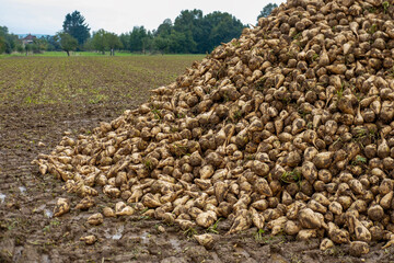 Sugar beets piled high, vital crop for sugar production, with lush green foliage stretching across...