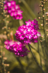 Spring flowers on a sunny May day. Blurred background, close-up of a flower.