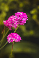 Spring flowers on a sunny May day. Blurred background, close-up of a flower.