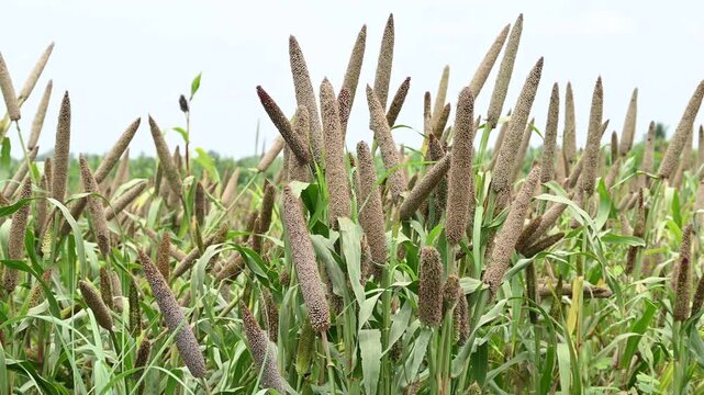 fields of pearl millets (bajra). processing farm. lovely view of millet stalks. millet or sorghum plant views in a farmland, cultivation pearls millet fields
