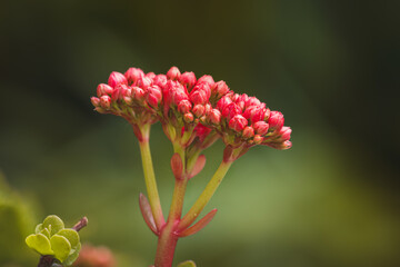 Spring flowers on a sunny May day. Blurred background, close-up of a flower.