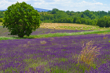Summer landscape with lavender fields, France