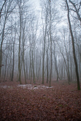 Misty Autumn Beech Forest – Vertical Photography of Foggy Woodland