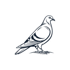 Obraz premium Pigeon