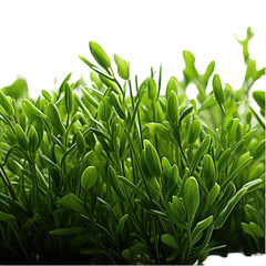 Fresh Green Plant Leaves Close Up With Isolated White