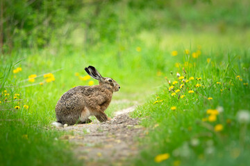 A hare sitting on a path near a green meadow