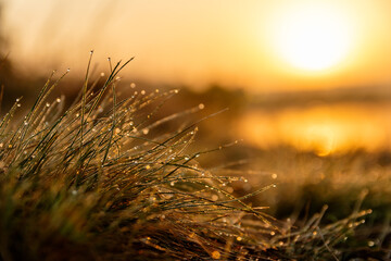 wheat field at sunset