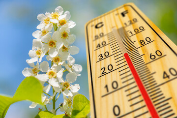 Ein Thermometer zeigt auf der Skala warme Temperatur im Frühling vor blühenden Bäumen -...