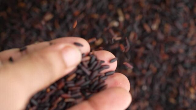 Macro video of black rice kept on rotating disk. Close up video of organic black rice.