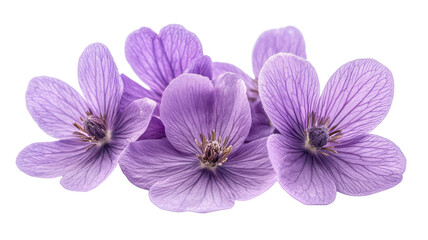 Fototapeta premium purple flowers png violet flowers png blooming flowers png garden flowers png floral bouquet png spring flowers png transparent background image