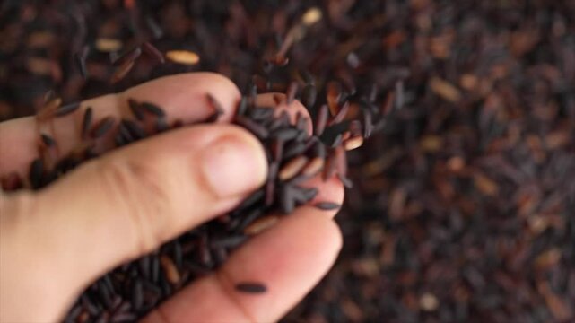 Macro video of black rice kept on rotating disk. Close up video of organic black rice.