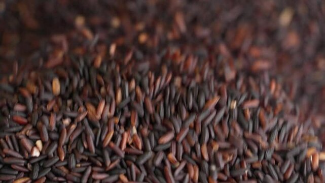Macro video of black rice kept on rotating disk. Close up video of organic black rice.