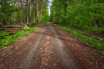 Scenic Dirt Road Through Lush Green Forest in Spring After Rainfall