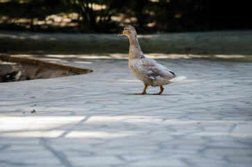 Lone duck strolls gracefully on sunlit stone pathway. Soft shadows fall around, indicating serene morning. Backdrop suggests lush, peaceful environment