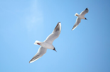 Obraz premium Two gulls gracefully glide across clear blue sky. Wings spread wide, capturing gentle breeze, creating serene and free atmosphere. Sunlight highlights white feathers