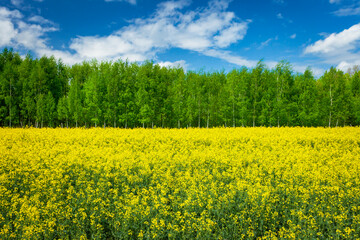A field of yellow flowering rapeseed and green forest