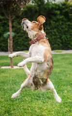 Beagle dog jumping high in the air on green lawn during playful outdoor training, captured mid-leap with focused expression