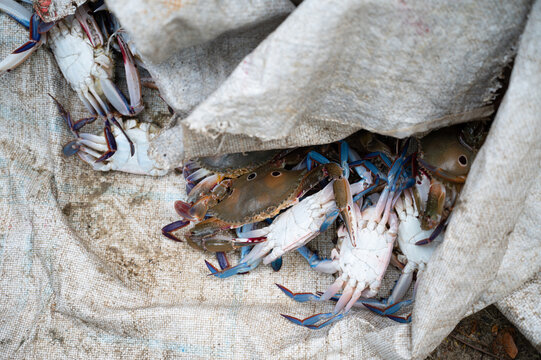 Fisherman selling three spotted crab on fish market in Kochi India, freshly caught crabs, seafood Kerala beach