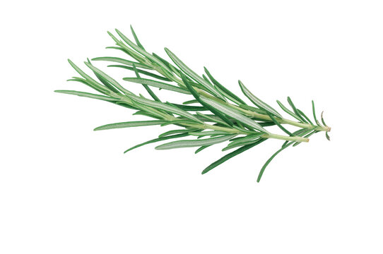 primo piano ramoscelli freschi di rosmarino isolati su bianco trasparente