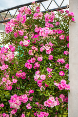 Blooming Climbing Plants on Building Facade