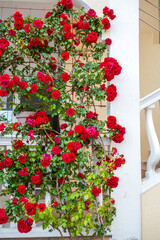 Blooming Climbing Plants on Building Facade