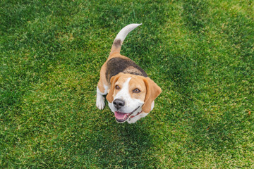 Happy beagle sitting on green grass and looking up with a cheerful expression, tail raised and...