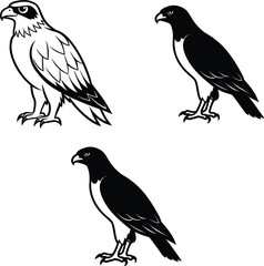 Fototapeta premium set of birds silhouette