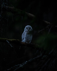 Ural owl owlet in the dark forest
