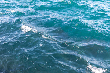 blue jellyfish in the sea near Istanbul