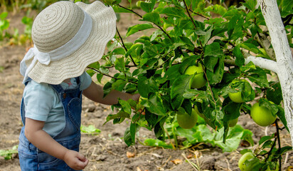 little girl picking apples in the garden. Selective focus