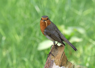 Robin