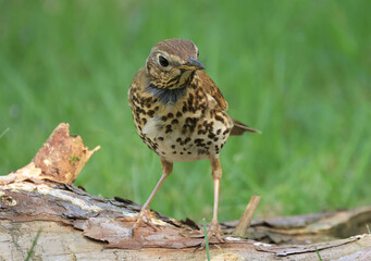 Song thrush