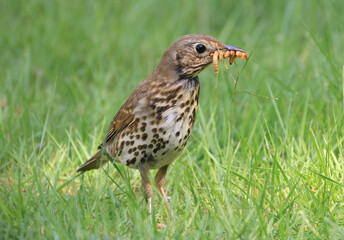 Song thrush