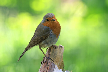 Robin
