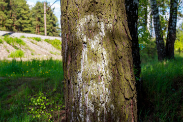 White silhouette of a man or angel appearing on a tree trunk, pareidolia effect