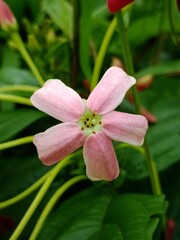 Fototapeta premium pink wild flower 