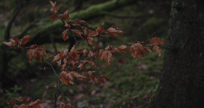 Sweden forest - 4K ProRes 422 HQ slog Sony FX6 Cine EI - Color - 8.