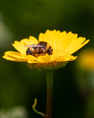 bee on yellow flower