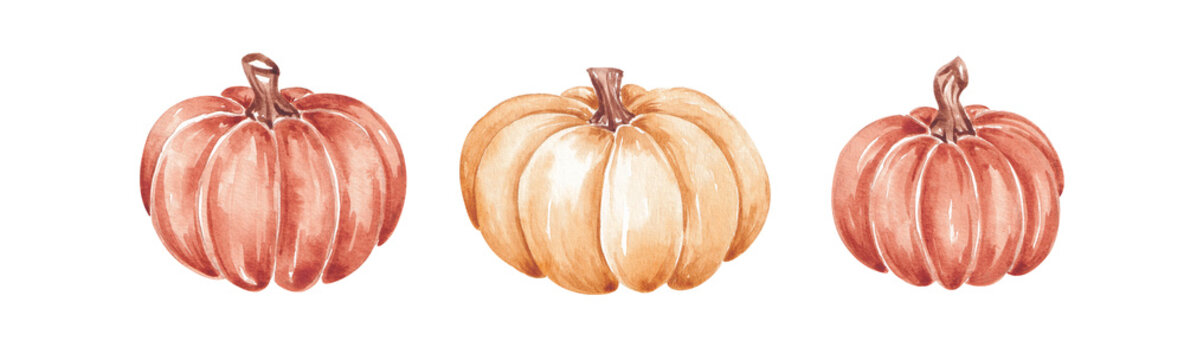 Autumn pumpkins hand drawn by watercolor. Thanksgiving clip art. Halloween traditional symbols. Pumpkins set