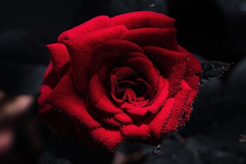 Dew kissed crimson rose in dark setting