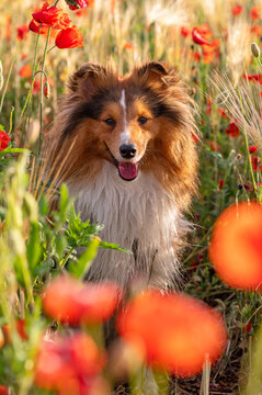 Cute fluffy sable white shetland sheepdog. Portrait of Sheltie, little collie or mini Lassie. Dog in the poppy field. Red Poppy flowers and wheat ears