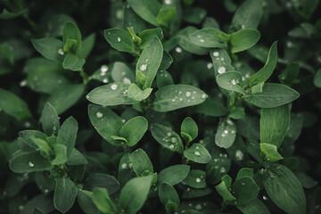 Dew clings to leaves in the cold dawn light&mdash;cinematic, moody, and serene. A still moment of nature&rsquo;s poetry, perfect for visual storytelling or atmospheric scenes.