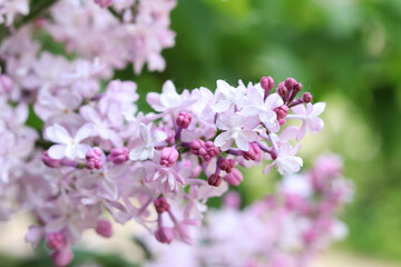 Lilac close-up. Lilac bushes blooming in the park. Nature in spring. Beautiful clusters of lilac flowers. Lilac in bloom. Garden flowers. Floral background for banners and postcards